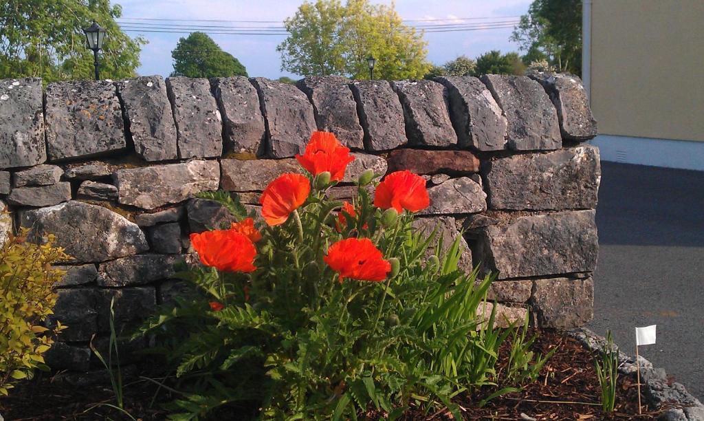 Ashfield House B&B Cong Exteriör bild